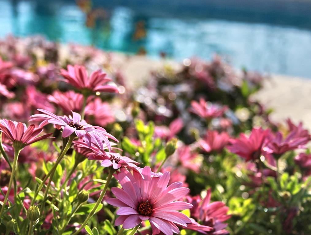 Villa Paradise Paphos Zimmer foto